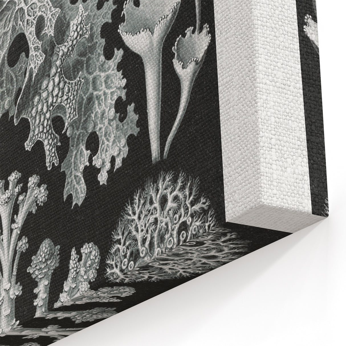 Modern Wall Art - Intricate Black-and-White Botanical Lichen Design