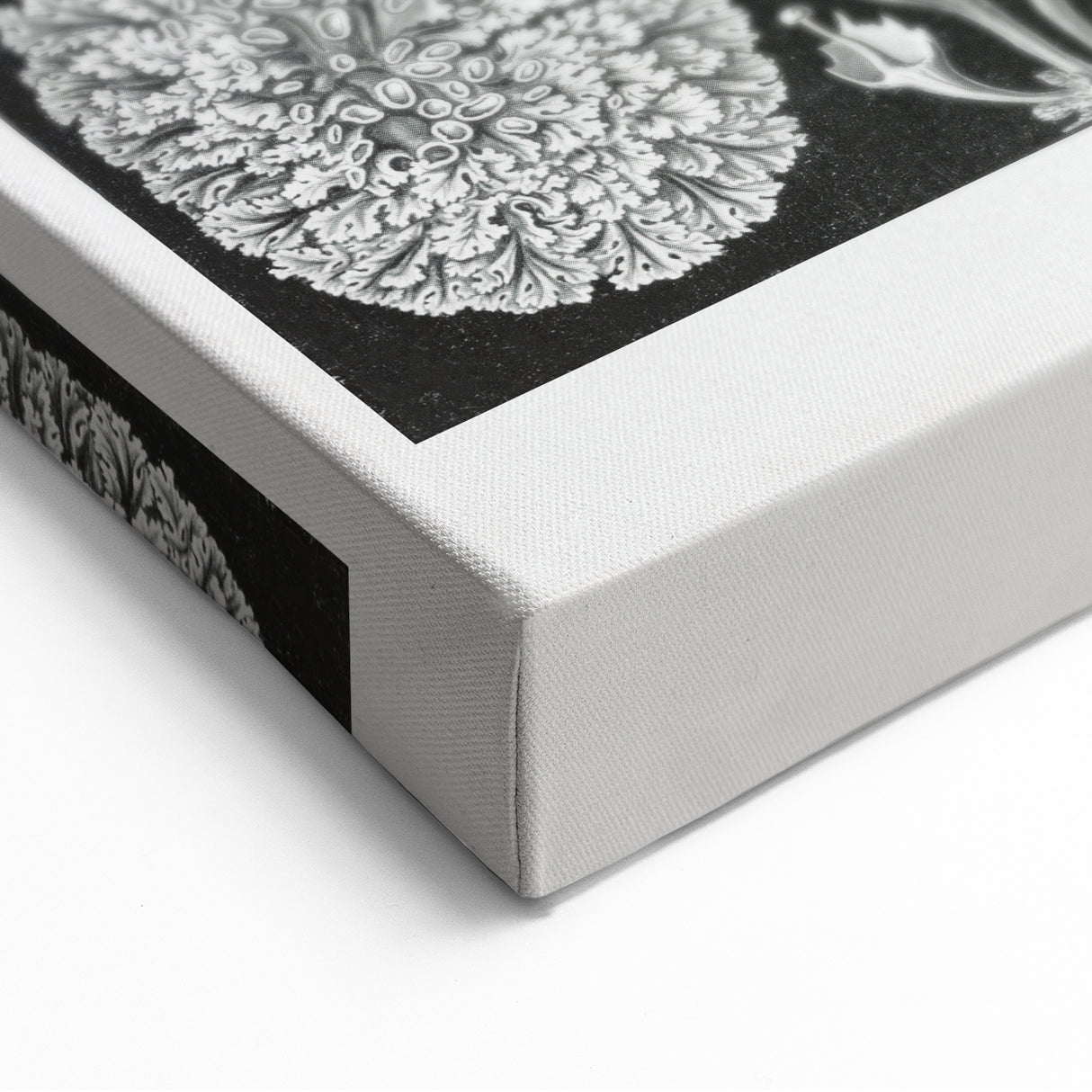 Modern Wall Art - Intricate Black-and-White Botanical Lichen Design