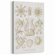 Modern Wall Art - Intricate Jellyfish Scientific Illustration in Green