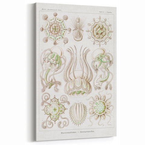 Modern Wall Art - Intricate Jellyfish Scientific Illustration in Green