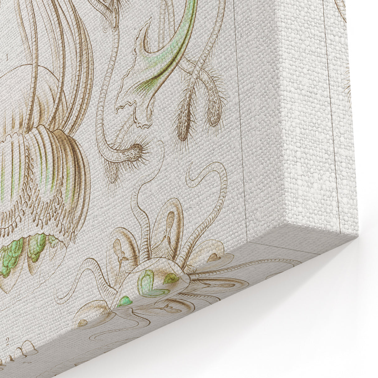 Modern Wall Art - Intricate Jellyfish Scientific Illustration in Green