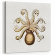 Modern Wall Art - Intricate Vintage Octopus Marine Life Illustration