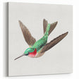 Modern Wall Art - Graceful Hummingbird Illustration with Vibrant Detail