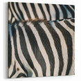 Zebra Stripes Wildlife Photography - Animal Canvas Print