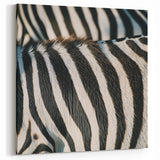 Zebra Stripes Wildlife Photography - Animal Canvas Print