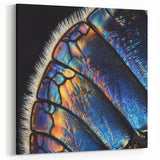 Iridescent Insect Wing Close Up Art - Wildlife Photography Print