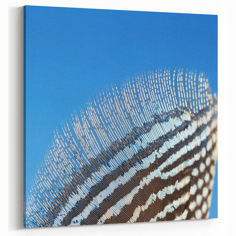 Guinea Fowl Feather Close Up Art - Nature Wall Art Print