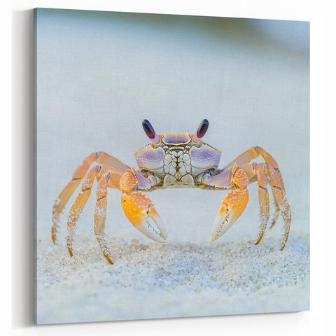 Colorful Crab Close Up Art - Wildlife Photography Nature Print