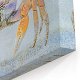 Colorful Crab Close Up Art - Wildlife Photography Nature Print