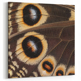 Butterfly Wing Close Up Art - Wildlife Nature Photography Print