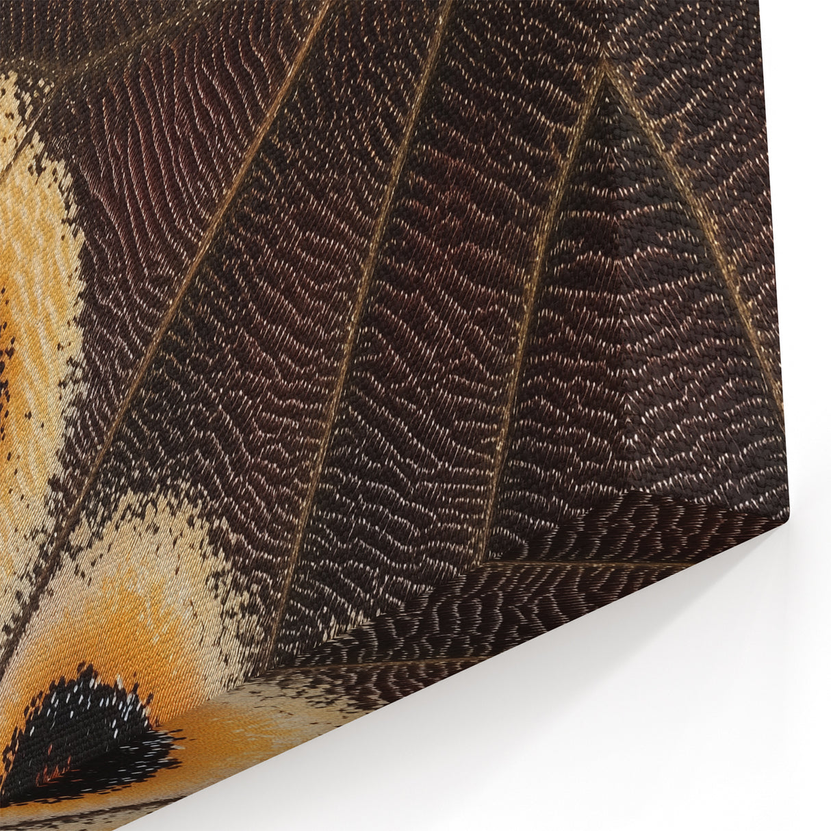 Butterfly Wing Close Up Art - Wildlife Nature Photography Print