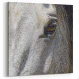 Horse Eye Close Up Art - Wildlife Photography Nature Print