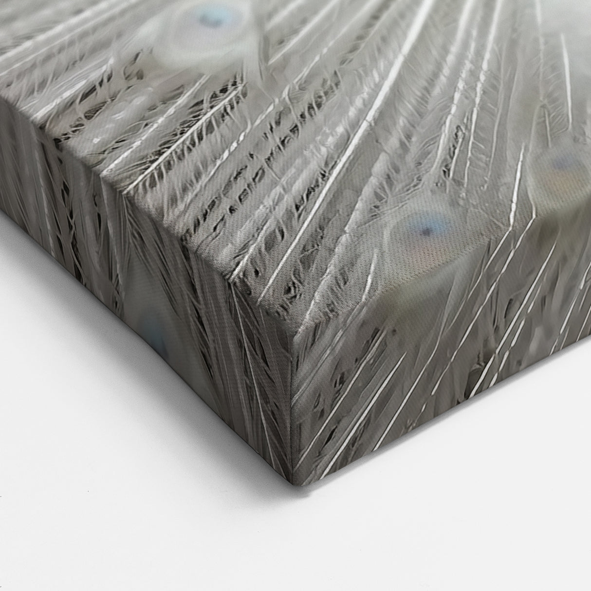 White Peacock Close Up Art - Wildlife Nature Photography Print