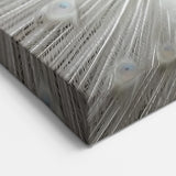 White Peacock Close Up Art - Wildlife Nature Photography Print