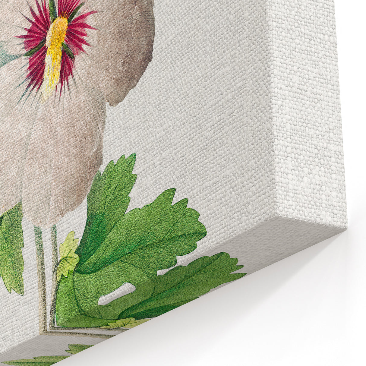 Neoclassical Art Prints: Hibiscus Elegance - Pierre Redouté Classic