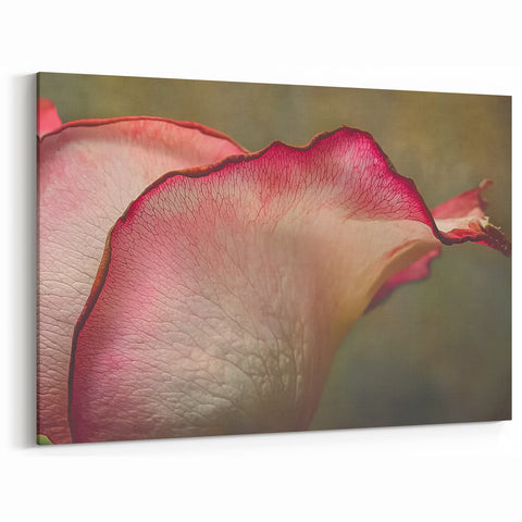 Botanical Wall Decor - Graceful Rose Petal Close-Up Art