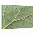 Botanical Wall Decor - Intricate Leaf Vein Close-Up Art