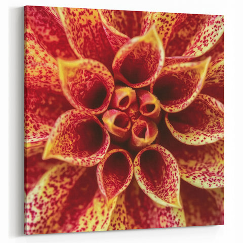 Blooming Flowers Artwork - Nature Close-Up of Vibrant Dahlia Print