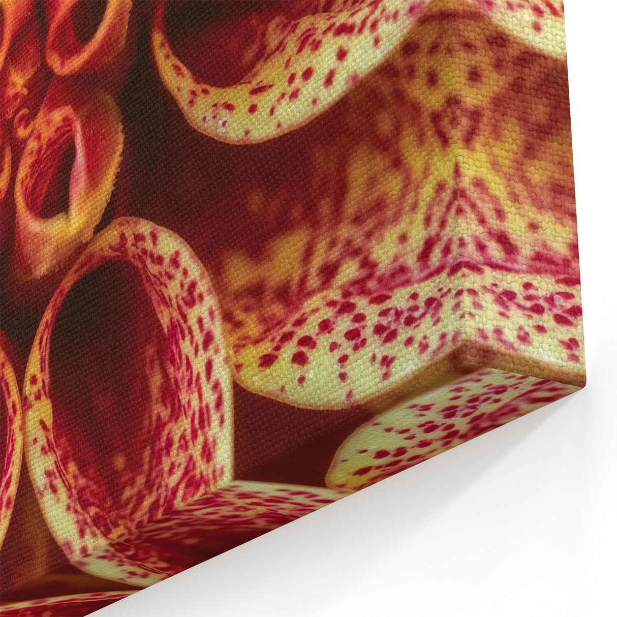 Blooming Flowers Artwork - Nature Close-Up of Vibrant Dahlia Print