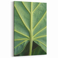Nature Close-Up Prints - Botanical Wall Art of Vibrant Green Leaf