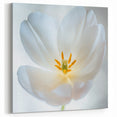 Floral Wall Art - Nature Close-Up of Elegant White Tulip Petals
