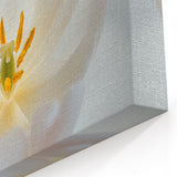 Floral Wall Art - Nature Close-Up of Elegant White Tulip Petals