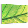 Nature Inspired Wall Art - Close-Up of Bright Green Leaf Veins