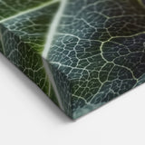 Spiral Leaf Wall Art – Unique Botanical Nature Close-Up