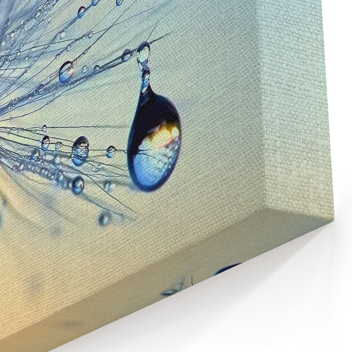 Elegant Water-Themed Wall Art - Dew-Draped Dandelion Close-Up