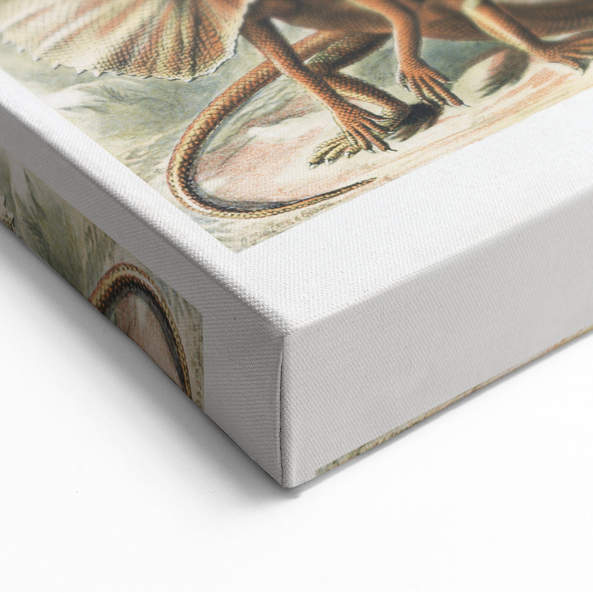 Lacertilia Modern Wall Art – Intricate Natural History Decor