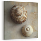Natural Elements Wall Art - Seashell Closeup Canvas Print