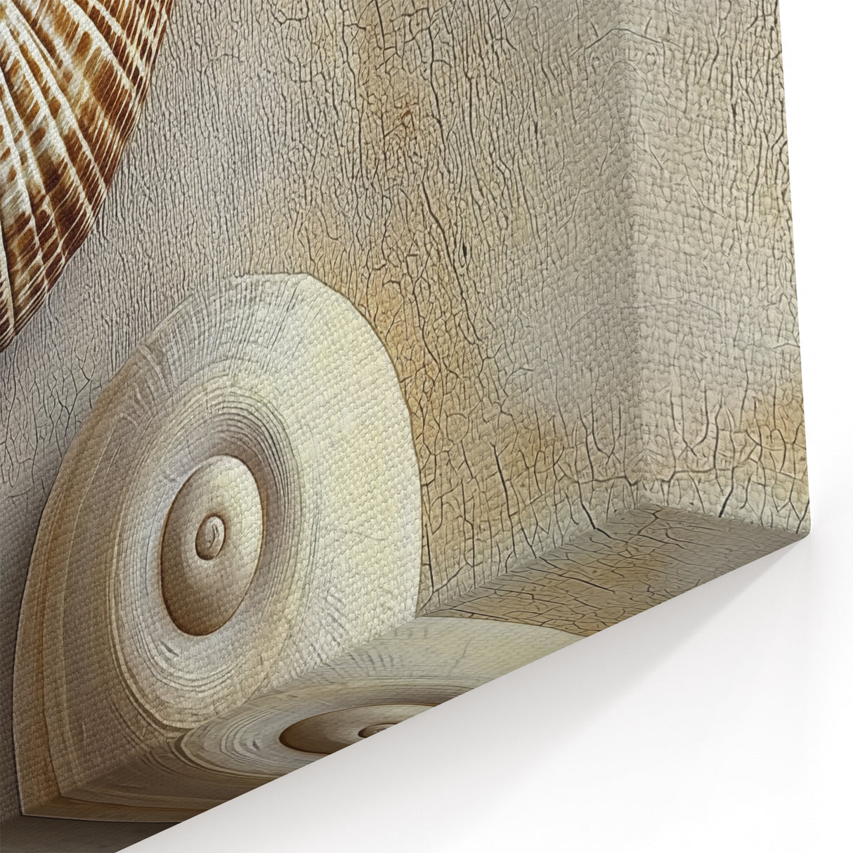 Natural Elements Wall Art - Seashell Closeup Canvas Print