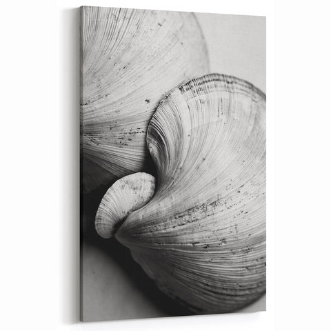 Black and White Seashells Wall Art - Nature Closeup Canvas Print