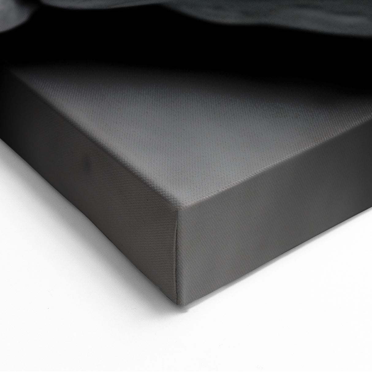 Black and White Seashells Wall Art - Nature Closeup Canvas Print