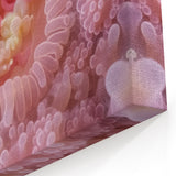Botanical Wall Art Acrylic Glass - Pink Coral Nature Closeups Canvas