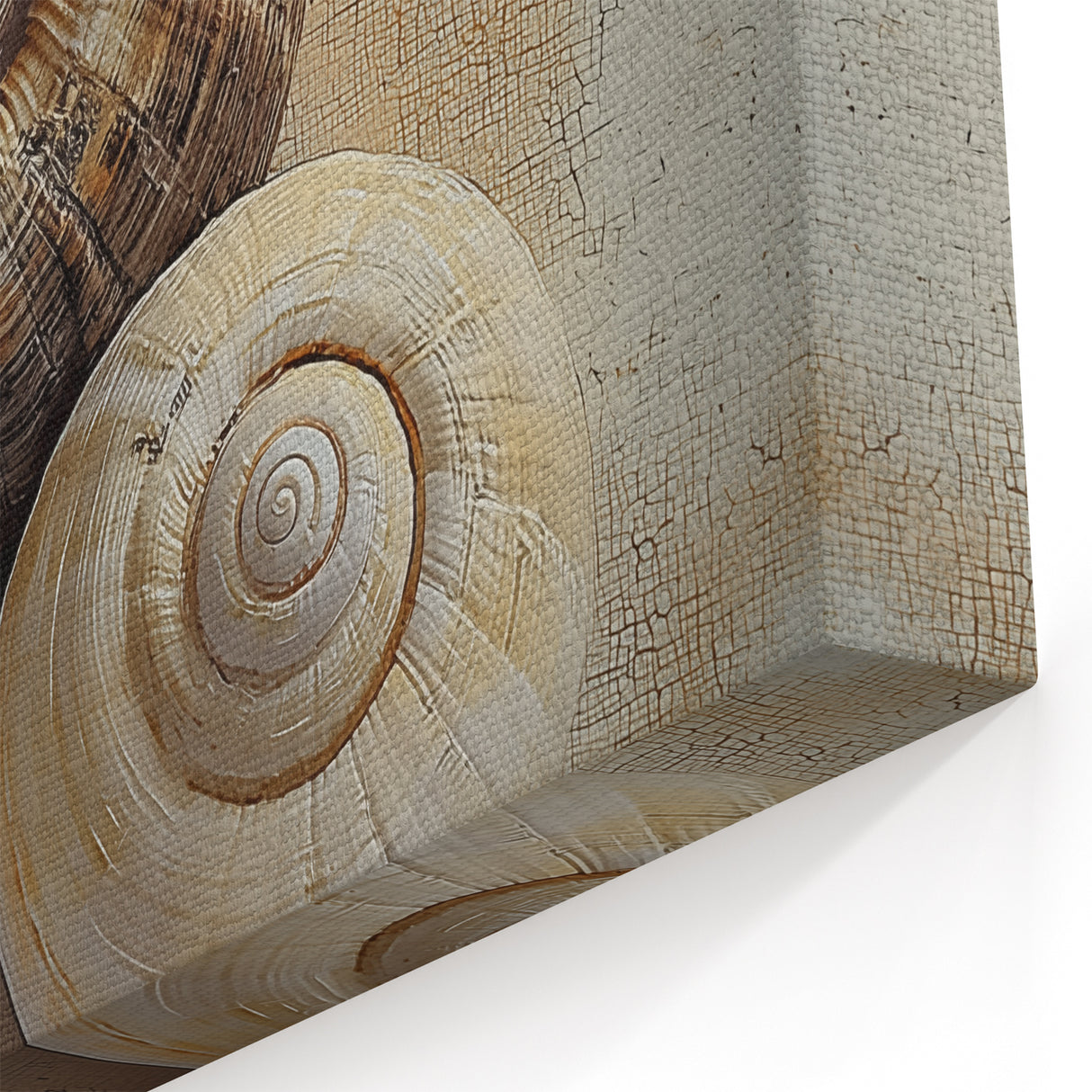 Stretched Canvas Nature Art - Spiral Shells Wall Art Acrylic Glass