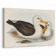 Romanticism Art: Black-Browed Albatross by Elizabeth Gould