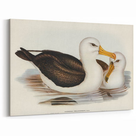 Romanticism Art: Black-Browed Albatross by Elizabeth Gould