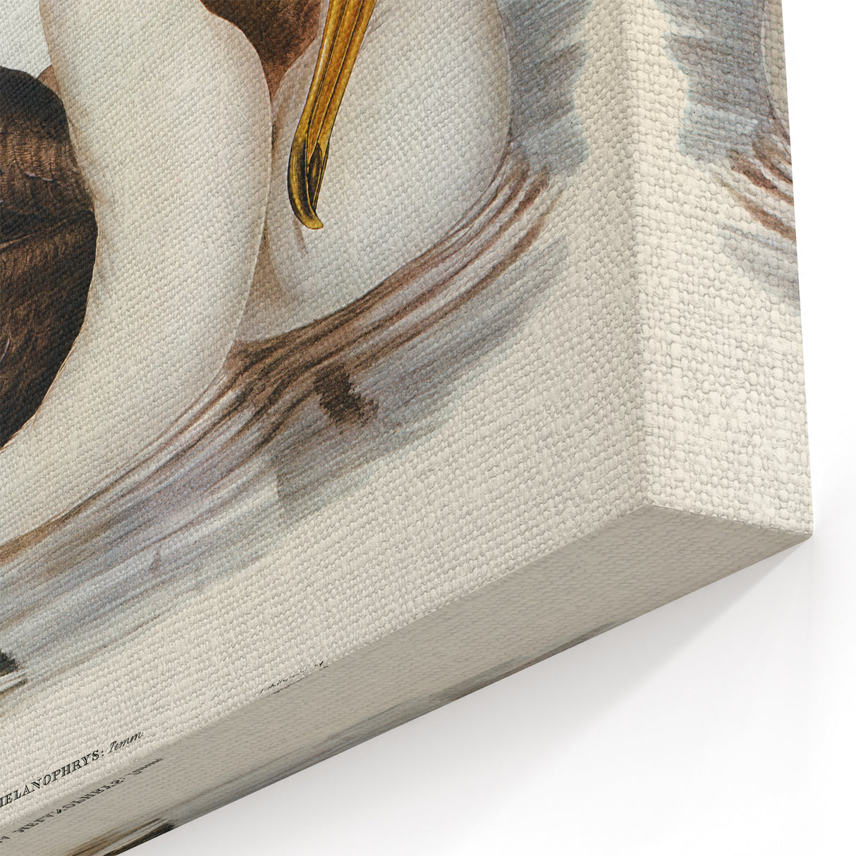 Romanticism Art: Black-Browed Albatross by Elizabeth Gould