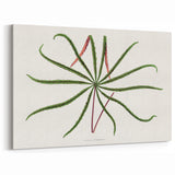 Romanticism Art: "Aralia Veitchii Leaf" by Alexander Lydon