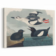 Romanticism Art: "Black Guillemot" by John James Audubon