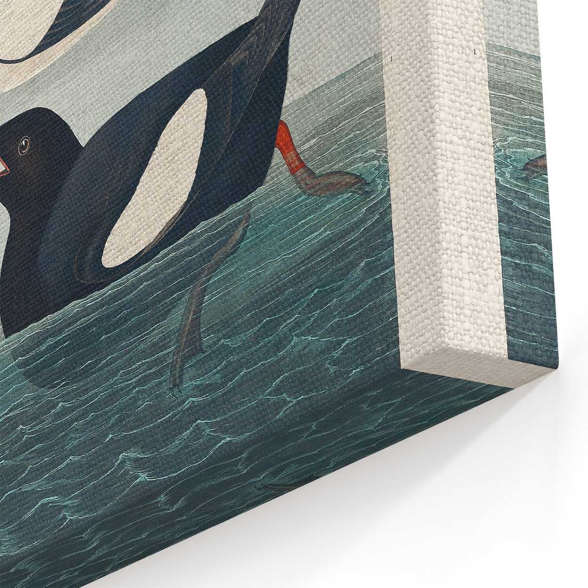 Romanticism Art: "Black Guillemot" by John James Audubon