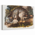 Romanticism Art: "Canada Lynx" by John Woodhouse Audubon