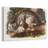 Romanticism Art: "Canada Lynx" by John Woodhouse Audubon