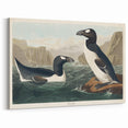 Romanticism Art: "Great Auk" by John James Audubon