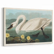 Romanticism Art: "Common American Swan" by John James Audubon
