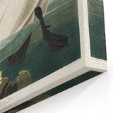 Romanticism Art: "Common American Swan" by John James Audubon