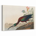 Glossy Ibis Romantic Art - Birds of America Canvas by Audubon