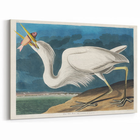 Great White Heron - Romantic Wildlife Art Canvas by Audubon