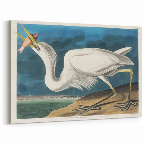 Great White Heron - Romantic Wildlife Art Canvas by Audubon